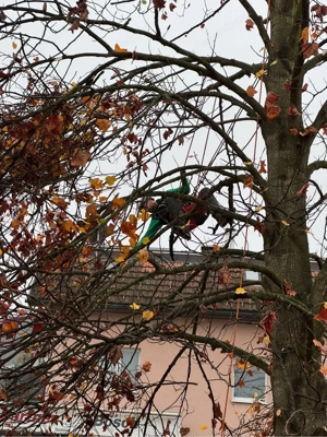 Baumfällungen jeglicher Art Rückschnitte  Bild 4