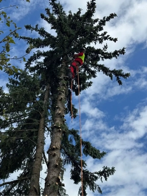 Baumfällungen jeglicher Art Rückschnitte  Bild 2