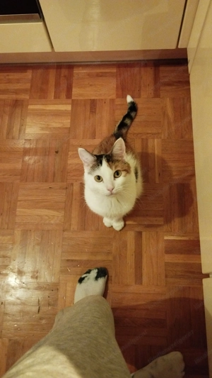 Verkaufe meine Mainecoon-misch Hauskatze, weiblich, 150  Bild 2