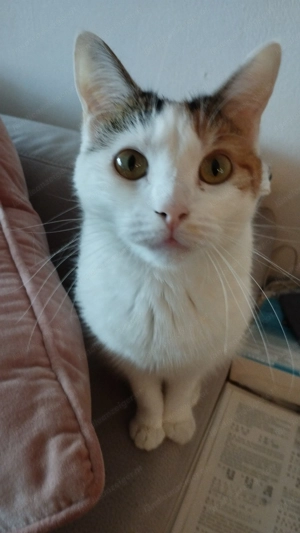 Verkaufe meine Mainecoon-misch Hauskatze, weiblich, 150  Bild 3