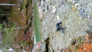 Harmonie für und zwischen Tieren und Menschen fördern, Tierenenergetik, Humanenergetik Bild 2