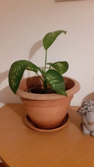 Dieffenbachia Pflanze um 10.-   zu verkaufen Bild 2
