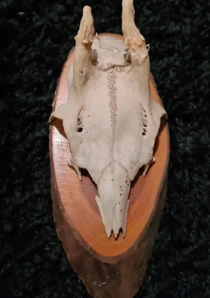 Kleine Geweihe Bild 4