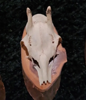 Kleine Geweihe Bild 3