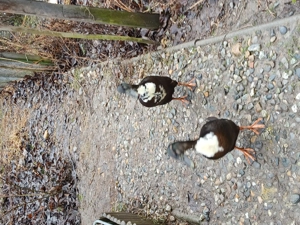 2 Laufenten -Mädels abzugeben