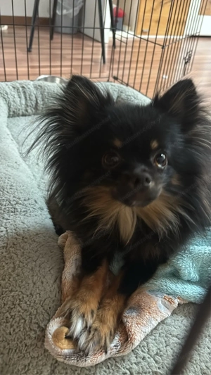 Promeranain Chihuahua Mix Bild 2