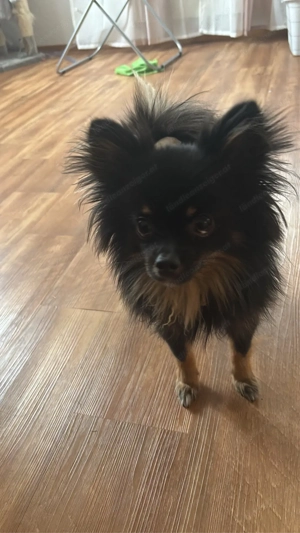 Promeranain Chihuahua Mix Bild 3