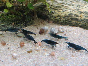 Blaue Garnelen fürs Aquarium  Bild 4