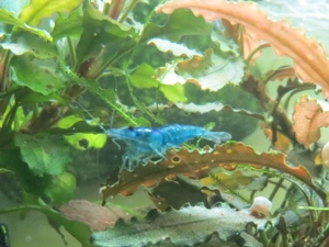 Blaue Garnelen fürs Aquarium  Bild 5