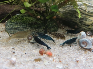 Blaue Garnelen fürs Aquarium  Bild 2