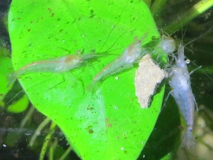 Garnelen fürs  Aquarium  Bild 2