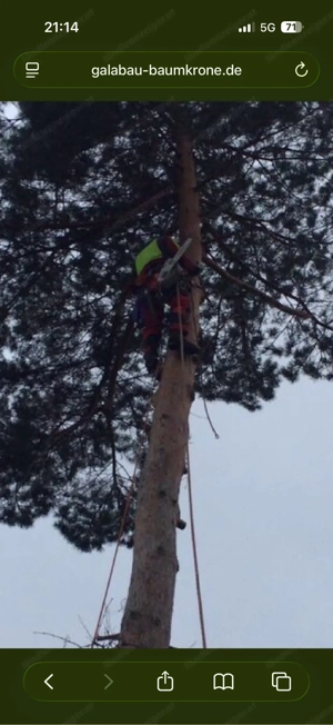 Baumfällungen Baumpflege Rückschnitte Rodung  Bild 4
