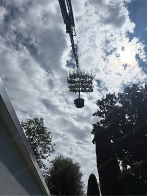 Baumfällungen Baumpflege Rückschnitte Rodung  Bild 3