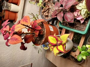 Coleus Sammler-Edition Bild 5