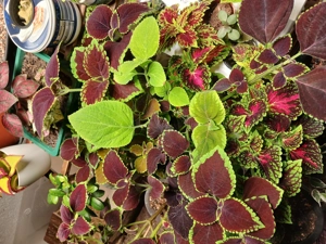 Coleus Sammler-Edition Bild 3