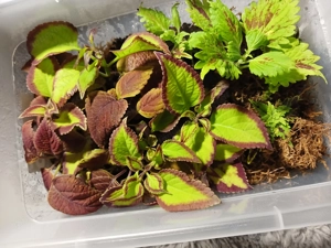 Coleus Sammler-Edition Bild 2