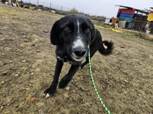 Eira - bereit für ihr eigenes Kapitel voller Liebe Bild 2