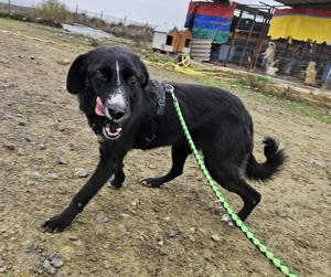 Eira - bereit für ihr eigenes Kapitel voller Liebe Bild 7