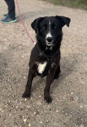 Eira - bereit für ihr eigenes Kapitel voller Liebe Bild 6