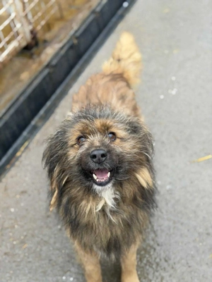 Nelio - sanft, menschenbezogen und einfach liebenswert Bild 8