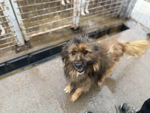 Nelio - sanft, menschenbezogen und einfach liebenswert Bild 5