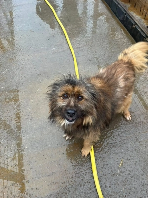 Nelio - sanft, menschenbezogen und einfach liebenswert Bild 4