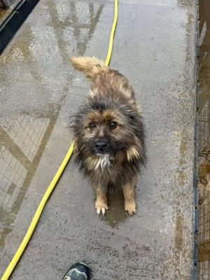 Nelio - sanft, menschenbezogen und einfach liebenswert Bild 7