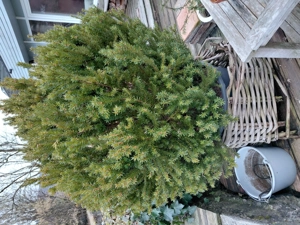 Pflanze für den Garten