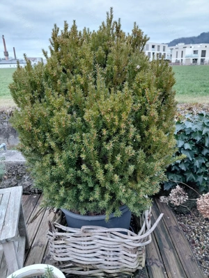 Immergrüne Pflanze Bild 3