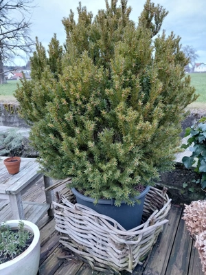 Immergrüne Pflanze Bild 2