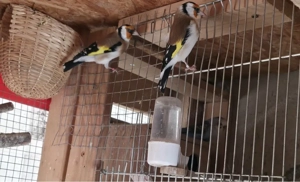 Vogelpaar zu verkaufen Bild 2