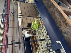 Zwergkaninchen umständehalber zu vergeben  Bild 3