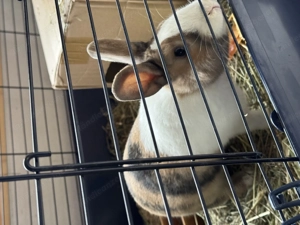 Zwergkaninchen umständehalber zu vergeben 