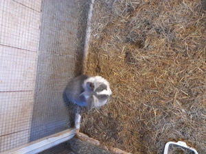 Kanninchen Bild 2