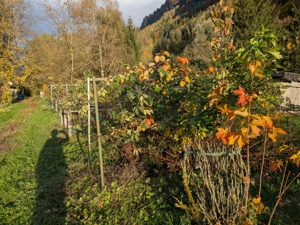 Pachtgrund: Obst- und Gemüsegarten