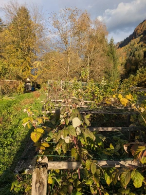Pachtgrund: Obst- und Gemüsegarten Bild 4
