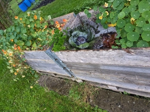 Pachtgrund: Obst- und Gemüsegarten Bild 8