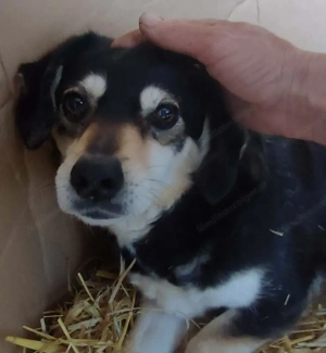 Lepi und Lepa wünschen sich gemeinsames Zuhause - NOTFALL Bild 2