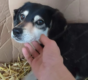 Lepi und Lepa wünschen sich gemeinsames Zuhause - NOTFALL Bild 5