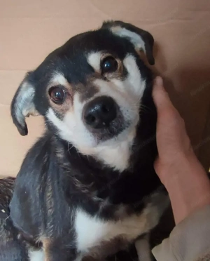 Lepi und Lepa wünschen sich gemeinsames Zuhause - NOTFALL Bild 3