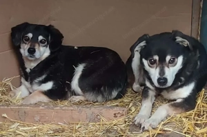 Lepi und Lepa wünschen sich gemeinsames Zuhause - NOTFALL Bild 4