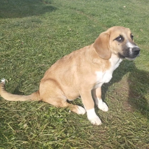 Cvila sucht ein liebevolles Zuhause Bild 3