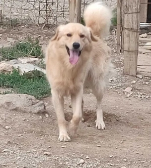 Zlatni möchte IHNEN seine Liebe schenken Bild 6