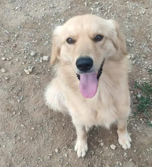 Zlatni möchte IHNEN seine Liebe schenken Bild 5