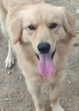 Zlatni möchte IHNEN seine Liebe schenken Bild 4