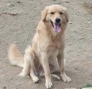 Zlatni möchte IHNEN seine Liebe schenken Bild 3