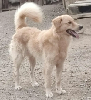 Zlatni möchte IHNEN seine Liebe schenken Bild 7