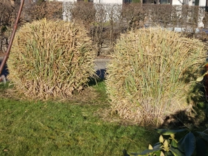 4m hohe Pampasgräser abzugeben