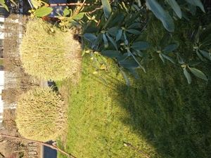 4m hohe Pampasgräser abzugeben Bild 2