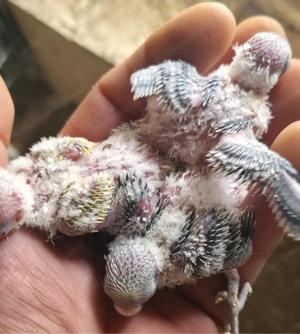 Junge wellensittiche